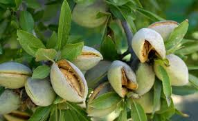 خرید و فروش بادام  درختی + فروش عمده